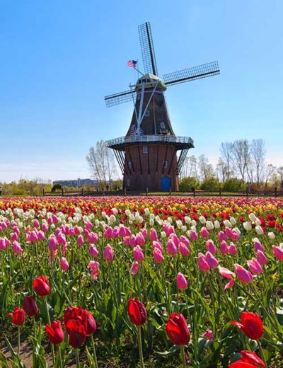 Holland Tulips Day Trip May 9 2024 Excite Tours   HollandTulips 400x520 